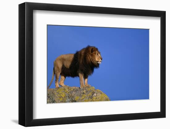 African Lion Standing on Boulder-DLILLC-Framed Photographic Print