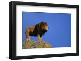 African Lion Standing on Boulder-DLILLC-Framed Photographic Print