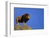 African Lion Standing on Boulder-DLILLC-Framed Photographic Print