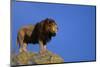 African Lion Standing on Boulder-DLILLC-Mounted Photographic Print