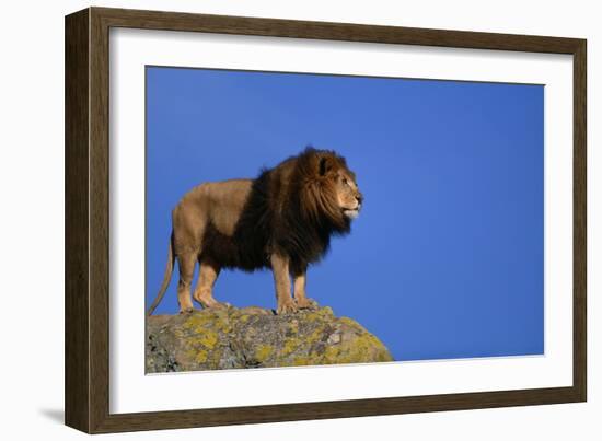 African Lion Standing on Boulder-DLILLC-Framed Photographic Print