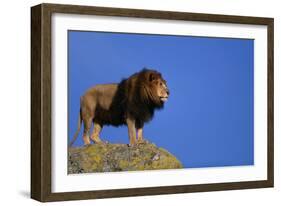 African Lion Standing on Boulder-DLILLC-Framed Photographic Print