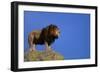 African Lion Standing on Boulder-DLILLC-Framed Photographic Print