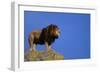 African Lion Standing on Boulder-DLILLC-Framed Photographic Print