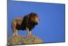 African Lion Standing on Boulder-DLILLC-Mounted Photographic Print