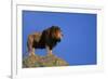 African Lion Standing on Boulder-DLILLC-Framed Photographic Print