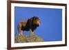 African Lion Standing on Boulder-DLILLC-Framed Photographic Print