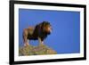 African Lion Standing on Boulder-DLILLC-Framed Photographic Print