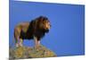 African Lion Standing on Boulder-DLILLC-Mounted Photographic Print