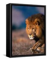 African Lion-Stuart Westmorland-Framed Stretched Canvas