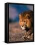 African Lion-Stuart Westmorland-Framed Stretched Canvas