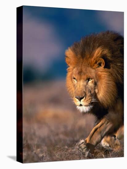 African Lion-Stuart Westmorland-Stretched Canvas