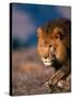 African Lion-Stuart Westmorland-Stretched Canvas
