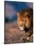 African Lion-Stuart Westmorland-Stretched Canvas