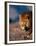 African Lion-Stuart Westmorland-Framed Premium Photographic Print