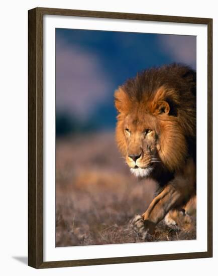 African Lion-Stuart Westmorland-Framed Premium Photographic Print