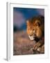 African Lion-Stuart Westmorland-Framed Premium Photographic Print