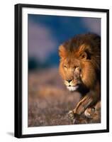 African Lion-Stuart Westmorland-Framed Premium Photographic Print