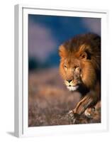 African Lion-Stuart Westmorland-Framed Premium Photographic Print