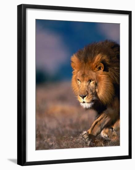 African Lion-Stuart Westmorland-Framed Premium Photographic Print