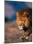 African Lion-Stuart Westmorland-Mounted Premium Photographic Print