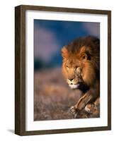 African Lion-Stuart Westmorland-Framed Photographic Print