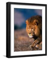 African Lion-Stuart Westmorland-Framed Photographic Print