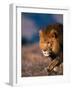 African Lion-Stuart Westmorland-Framed Photographic Print