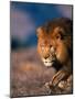 African Lion-Stuart Westmorland-Mounted Photographic Print