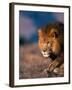 African Lion-Stuart Westmorland-Framed Photographic Print