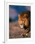 African Lion-Stuart Westmorland-Framed Photographic Print