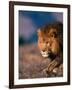 African Lion-Stuart Westmorland-Framed Photographic Print