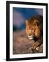 African Lion-Stuart Westmorland-Framed Photographic Print