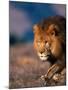 African Lion-Stuart Westmorland-Mounted Photographic Print