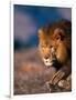 African Lion-Stuart Westmorland-Framed Photographic Print