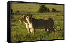 African Lion-Mary Ann McDonald-Framed Stretched Canvas