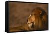 African Lion-DLILLC-Framed Stretched Canvas