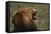 African Lion-DLILLC-Framed Stretched Canvas