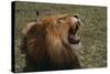 African Lion-DLILLC-Stretched Canvas