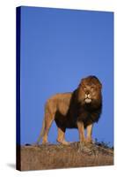 African Lion-DLILLC-Stretched Canvas