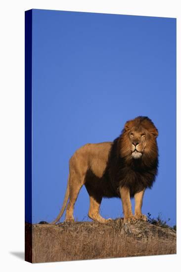 African Lion-DLILLC-Stretched Canvas