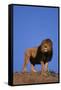 African Lion-DLILLC-Framed Stretched Canvas