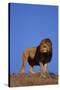African Lion-DLILLC-Stretched Canvas