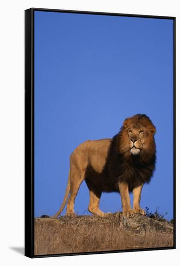 African Lion-DLILLC-Framed Stretched Canvas