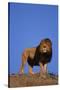 African Lion-DLILLC-Stretched Canvas