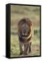 African Lion-DLILLC-Framed Stretched Canvas