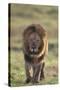 African Lion-DLILLC-Stretched Canvas