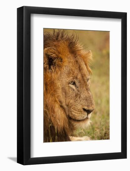 African Lion-Michele Westmorland-Framed Photographic Print