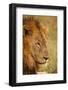 African Lion-Michele Westmorland-Framed Photographic Print