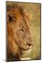 African Lion-Michele Westmorland-Mounted Photographic Print